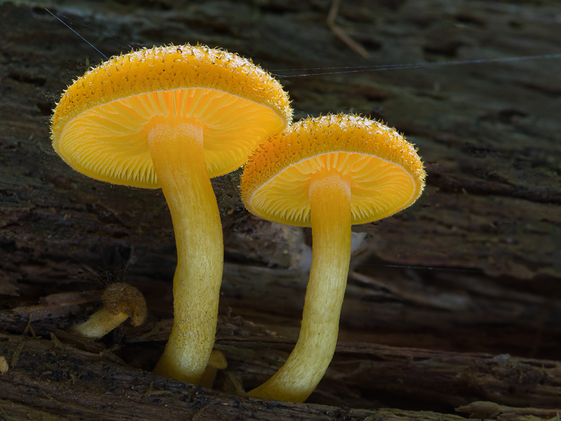 Tricholomopsis decora